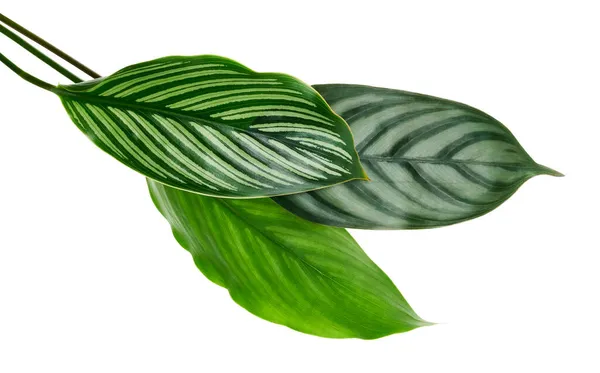 Liście Calathea Vittata Calathea Setosa Liście Zielone Liście Tropikalne Odizolowane — Zdjęcie stockowe