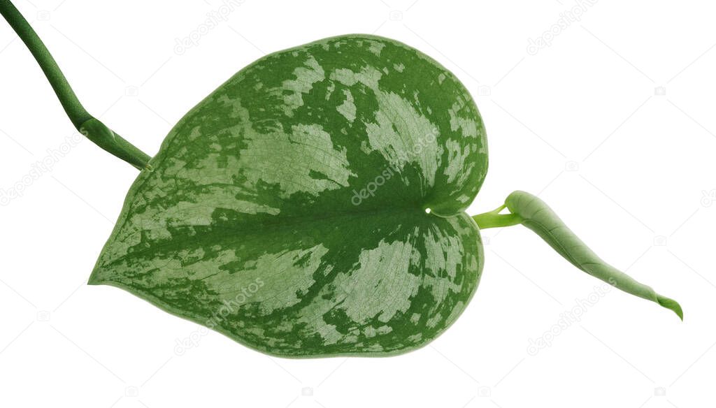 Scindapsus pictus leaves, Satin Pothos plant, Exotic foliage isolated on white background, with clipping path         
