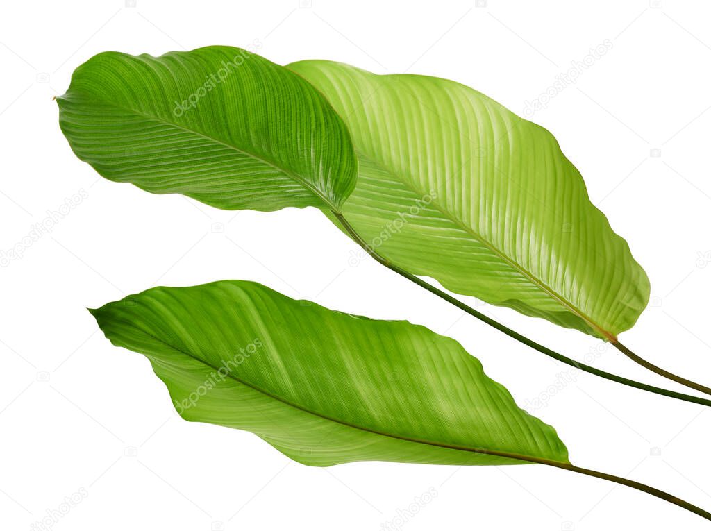 Calathea foliage, Exotic tropical leaf, Large green leaf, isolated on white background with clipping path                              
