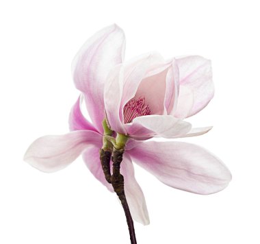 Yapraklı Magnolia liiflora çiçeği, beyaz arka planda izole Lily manolya çiçeği, kırpma yolu ile                                