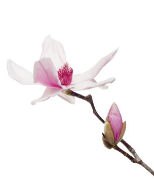 Yapraklı Magnolia liiflora çiçeği, beyaz arka planda izole Lily manolya çiçeği, kırpma yolu ile                                