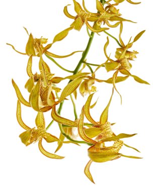 Cymbidium tracyanum orchid plant, Tracy's cymbidium, Large yellow orchid, isolated on white background, with clipping path                             