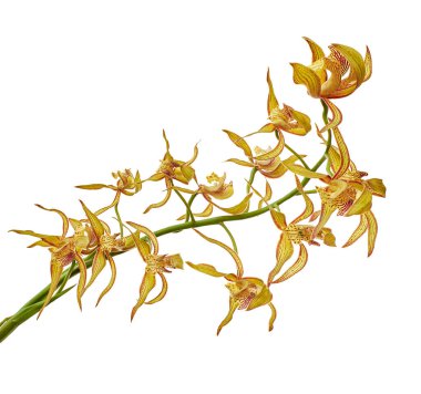 Cymbidium tracyanum orchid plant, Tracy's cymbidium, Large yellow orchid, isolated on white background, with clipping path                             