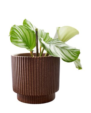 Calathea orbifolia otu, beyaz çizgili yeşil yaprak, beyaz arka planda izole tropikal yaprak, kırpma yolu ile                             