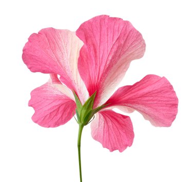 Hibiscus ya da gül çiçeği, beyaz arka planda izole tropikal pembe çiçek, kırpma yolu ile 