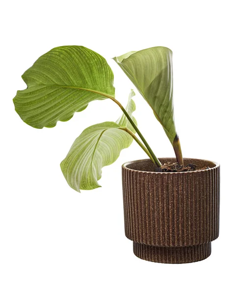 Calathea Orbifolia Plant Pot Green Leaf White Stripes Tropical Foliage — Stock Photo, Image