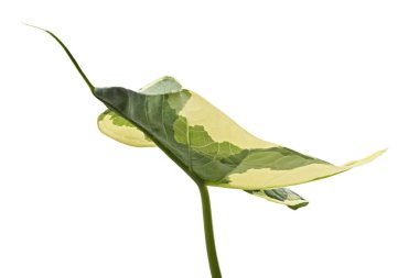 Caladium bicolor yaprakları, beyaz arkaplanda izole edilmiş Caladium yaprakları, kırpma yolu ile 