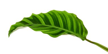 Calathea zebrina yeşilliği veya Zebra bitkisi, egzotik tropikal yaprak, kesme yolu ile beyaz arka planda izole                            