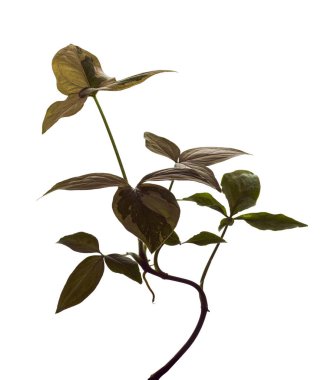 Pembe Sengonyum Podophyllum yaprakları, Pembe ok başı şekilli yapraklar, Beyaz arka planda izole edilmiş ok başı sarmaşığı, kırpma yolu