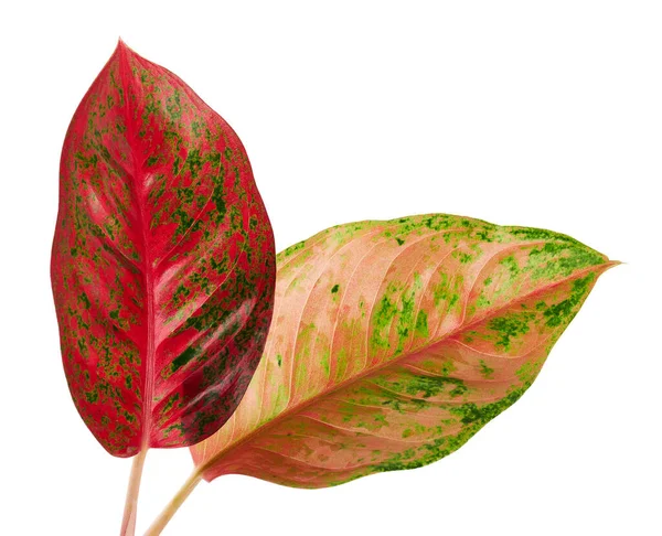 Foglie Aglaonema Foglie Aglaonema Verdi Rosse Foglia Tropicale Esotica Isolata — Foto Stock