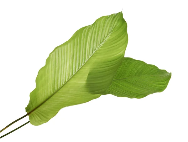 Calathea Blad Exotisch Tropisch Blad Groot Groen Blad Geïsoleerd Witte — Stockfoto