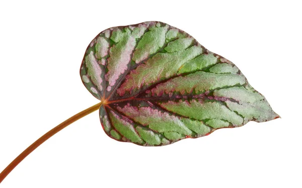 Rex Begonias Blad Begonia Rex Blad Exotiska Tropiska Blad Isolerad — Stockfoto