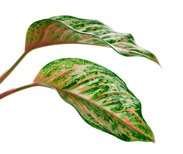 Aglaonema foliage, Green aglaonema leaves, Exotic tropical leaf, isolated on white background with clipping path