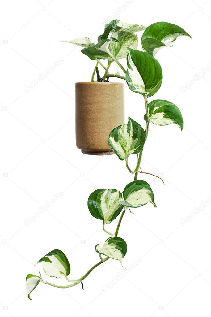 Manjula pothos plant in pot, Epipremnum aureum leaves, Heart shaped leaves isolated on white background, with clipping path
