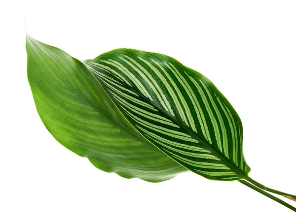 Folhas Calathea Vittata Folha Verde Com Listras Brancas Folhagem Tropical — Fotografia de Stock