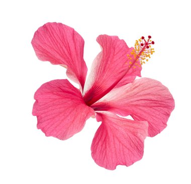 Hibiscus ya da gül çiçeği, beyaz arka planda izole tropikal pembe çiçek, kırpma yolu ile                  