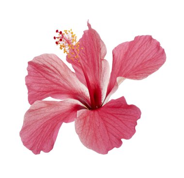 Hibiscus ya da gül çiçeği, beyaz arka planda izole tropikal pembe çiçek, kırpma yolu ile                  