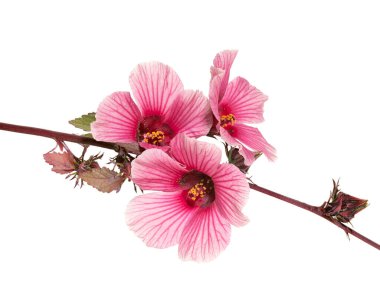 Afrika Rosemallow Bitkisi, Kızılcık Çiçeği, Kırmızı Hibiscus çiçeği beyaz arka planda izole edilmiş yapraklarla, kırpma yolu ile                             