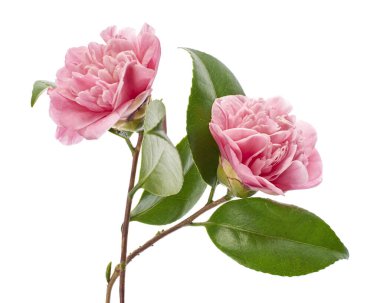 Pembe kamelya çiçeği, kamelya çiçekleri beyaz arka planda soyutlanmış yapraklarla çiçek açıyor, kırpma yolu ile.