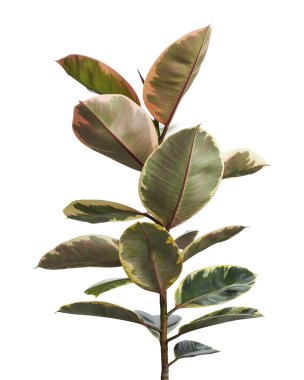 Değişik Hint Kauçuk bitkisi kesme yolu ile beyaz arkaplanda izole                            