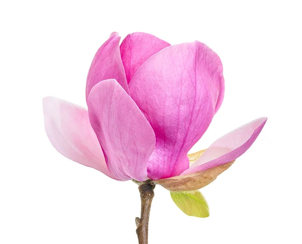 Μωβ Λουλούδι Μανόλια Magnolia Felix Απομονώνονται Λευκό Φόντο Μονοπάτι Ψαλίδισμα — Φωτογραφία Αρχείου