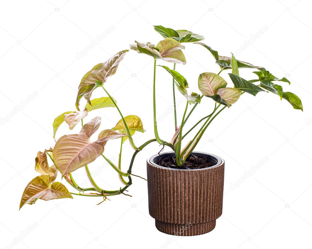 Pink Syngonium podophyllum in pot, Pink arrowhead shaped, Arrowhead Ivy isolated on white background, with clipping path
