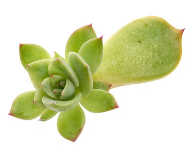 Ekeveria yapraktan yetişir, Yaprak Kesme 'den bir Echeveria üretir, Bebek Echeveria bitkisi beyaz arka planda kırpma yolu ile izole edilir.                            