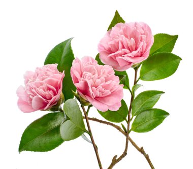 Pembe kamelya çiçeği, kamelya çiçekleri beyaz arka planda soyutlanmış yapraklarla çiçek açıyor, kırpma yolu ile.                              