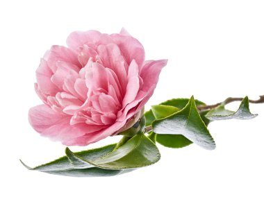 Pembe kamelya çiçeği, kamelya çiçekleri beyaz arka planda soyutlanmış yapraklarla çiçek açıyor, kırpma yolu ile.                              