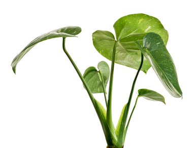 Değişik Monstera Bitkisi, Monstera Thai Takımyıldızı yaprakları, beyaz arka planda izole edilmiş, kırpma yolu ile                           