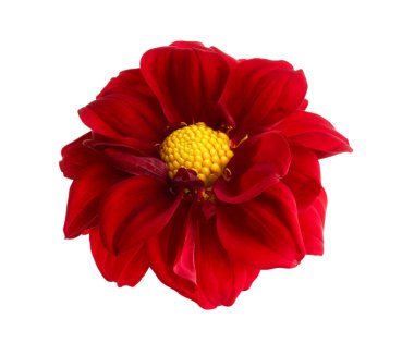 Dahlia çiçeği, kırmızı yıldız çiçeği beyaz arka planda izole edilmiş, kırpma yolu ile                          