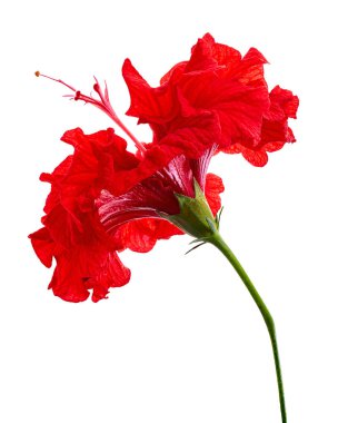 Kırmızı yapraklı Hibiscus çiçeği, beyaz arka planda izole edilmiş tropikal kırmızı çiçek, kırpma yolu ile                            