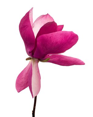 Mor manolya çiçeği, beyaz arka planda izole edilmiş Magnolia Felix, kırpma yolu ile  