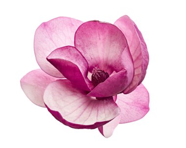 Mor manolya çiçeği, beyaz arka planda izole edilmiş Magnolia Felix, kırpma yolu ile  