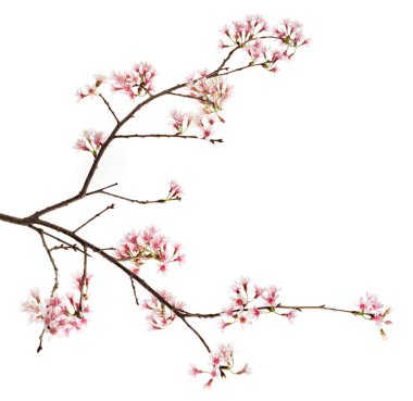 Prunus cerasoides çiçeği, vahşi Himalaya kiraz bitkileri, beyaz arka planda izole edilmiş. 