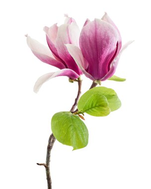 Yapraklı Magnolia liiflora çiçeği, beyaz arka planda izole Lily manolya çiçeği, kırpma yolu ile                                