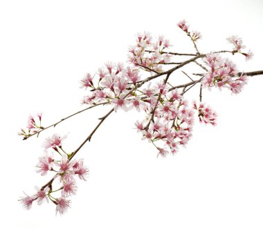 Prunus cerasoides çiçeği, vahşi Himalaya kiraz bitkileri, beyaz arka planda izole edilmiş. 