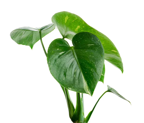 Gevarieerde Monstera Plant Monstera Thaise Sterrenbeeld Bladeren Geïsoleerd Witte Achtergrond — Stockfoto