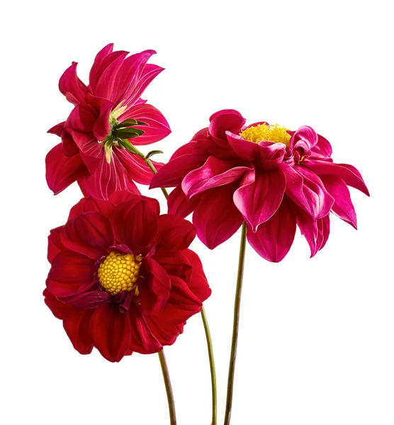 Dahlia Çiçeği Kırmızı Yıldız Çiçeği Beyaz Arka Planda Izole Edilmiş — Stok fotoğraf