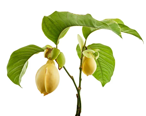 Magnolia Liliifera Flor Con Hojas Huevo Magnolia Flor Aislada Sobre — Foto de Stock