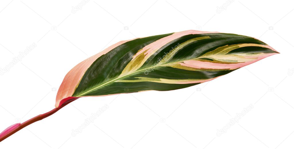 Stromanthe triostar leaf, Tropical foliage isolated on white background, with clipping path