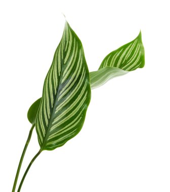 Calathea Vittata yaprakları, beyaz çizgili yeşil yaprak, beyaz arka planda izole tropikal yaprak, kırpma yolu ile  