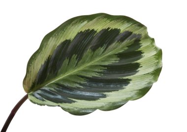 Calathea Roseopicta yaprakları, Calathea parlayan yıldız bitkisi, egzotik tropikal çalılar, kırpma yolu olan beyaz arka planda izole edilmiş. 