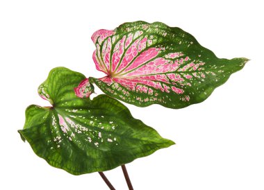 Caladium bicolor (Florida Güzeli), Pembe Caladium yaprağı beyaz arka planda izole edilmiş, kırpma yolu ile                             