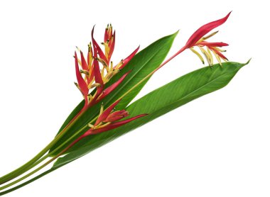 Yapraklı Heliconia psittacorum çiçekleri, beyaz arka planda izole edilmiş tropik çiçekler, kırpma yolu ile