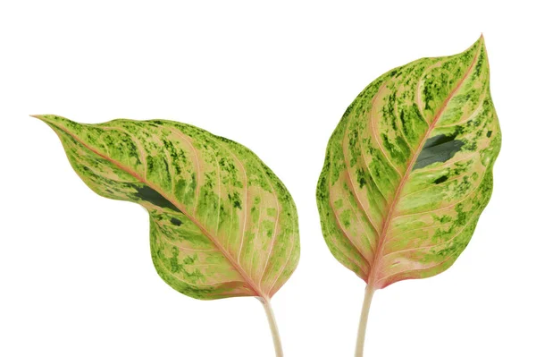 Dedaunan Aglaonema Daun Aglaonema Hijau Daun Tropis Eksotis Terisolasi Pada — Stok Foto