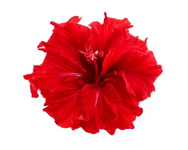 Kırmızı yapraklı Hibiscus çiçeği, beyaz arka planda izole edilmiş tropikal kırmızı çiçek, kırpma yolu ile  