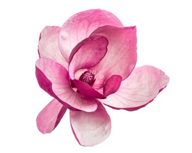 Mor manolya çiçeği, beyaz arka planda izole edilmiş Magnolia Felix, kırpma yolu ile