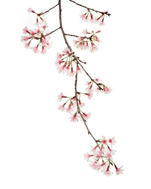 Prunus cerasoides çiçeği, vahşi Himalaya kiraz bitkileri, beyaz arka planda izole edilmiş.                           