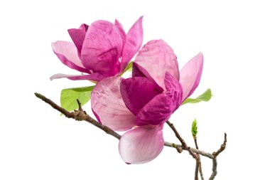 Mor manolya çiçeği, beyaz arka planda izole edilmiş Magnolia Felix, kırpma yolu ile